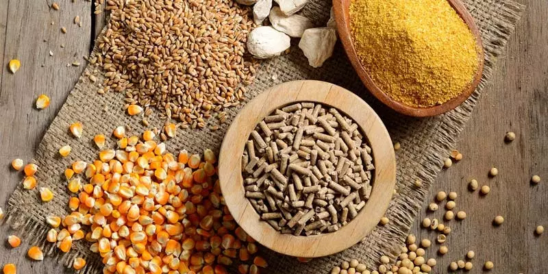 Nguồn gốc tinh bột và dinh dưỡng cơ bản