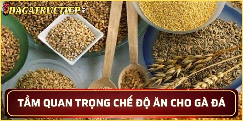 Tăng protein và sức chiến đấu
