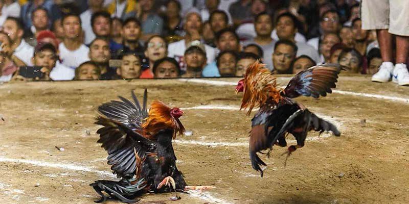 Những điều cần lưu ý khi chọn và nuôi gà có vảy xuyên đao