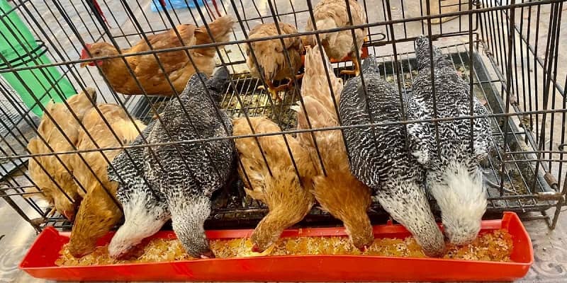 Bổ sung chất tanh và kích thích máu chiến