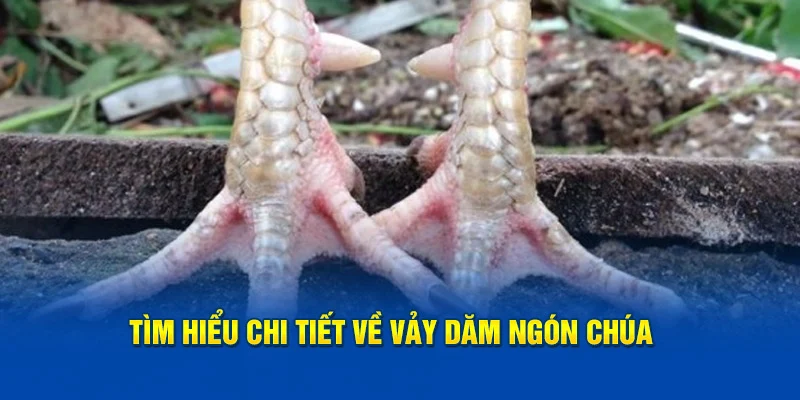 Tìm hiểu chi tiết và vảy dặm ngón chúa