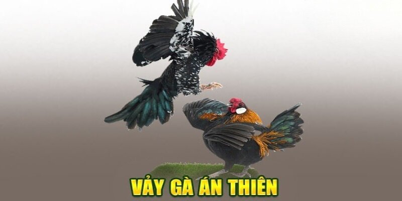 Đặc điểm nhận biết vảy gà án thiên