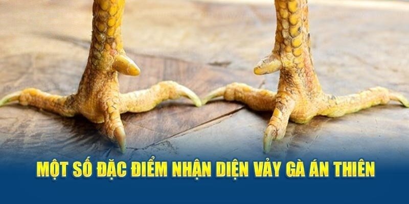Ý nghĩa phong thủy và giá trị của vày gà án thiên