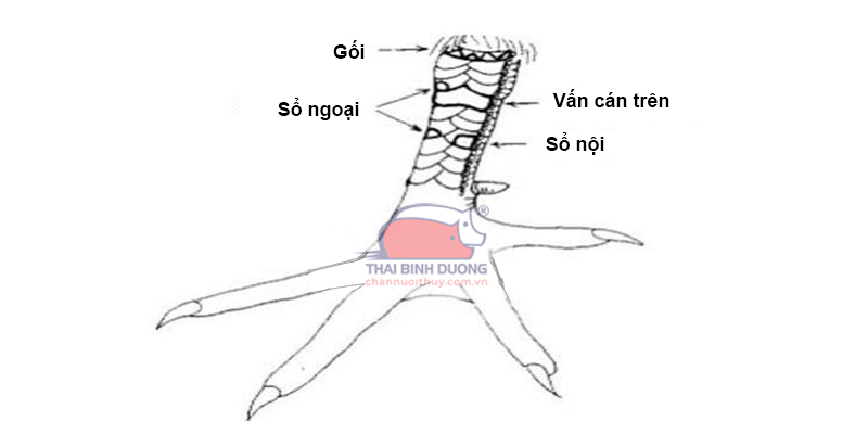 Cách nhận biết đúng chuẩn sư kê