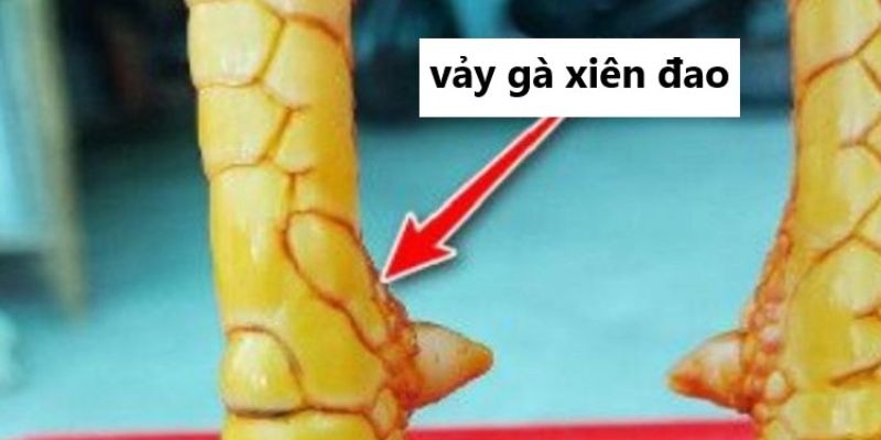 Đặc điểm nhận biết chính xác vảy xuyên đao